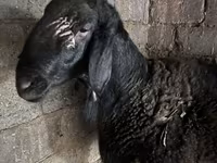 قوچ, گوسفند — عکس 4