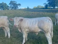 Bik, Charolais cattle — fotografija 2