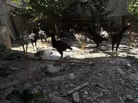Chickens — foto 4