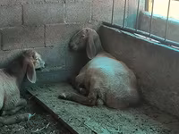 Widder, Arashan sheep — Foto 4