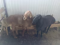 Beran, Arashan sheep — foto 4