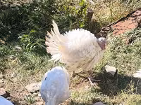 Turkeys — फ़ोटो 3