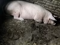 خوک ماده, خوک — عکس 3