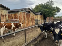 Krava, Russian Black pied cattle — fotografija 3