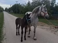 Kobyła, Friesian — zdjęcie 3