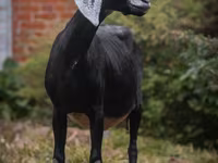 பெண் வெள்ளாடு, Nubian Goat — புகைப்படம் 6