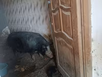 Doofaar dhaddig, Pigs — sawirka 2