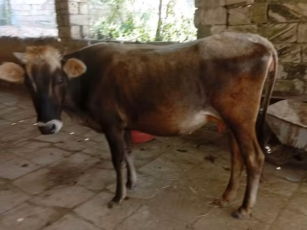 Vacă, Zebu azerbaidjanesc
