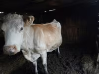 Krava, Simmental cattle — foto 2