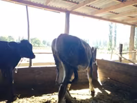 Vacă, Swiss cattle — foto 4