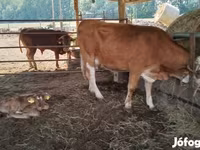 Lembu betina, Simmental cattle — foto 1