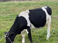 암소, Swiss cattle — 사진 2