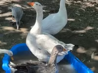 Geese — снимка 4