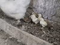 Chickens — 사진 5