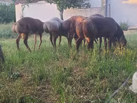 Montone, Pecore — foto 7
