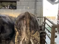 Vacă, Bovine — foto 3