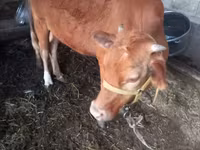 گاو ماده, Simmental cattle — عکس 1