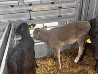 ላም, Aberdeen-Angus — ፎቶ 2