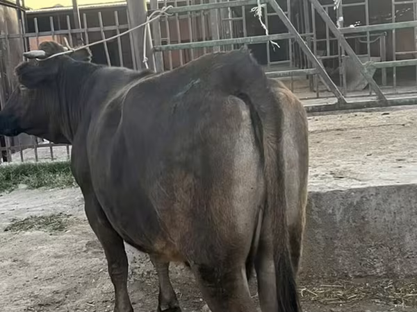 Cow, Cattle — Kyrgyzstan