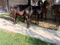 Beran, Arashan sheep — foto 4