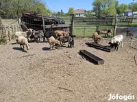 ஆடுகள் (தொகுதி, பாலினம் குறிப்பிடப்படவில்லை), Cameroon sheep — புகைப்படம் 5