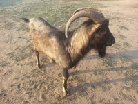 ወንድ ፍየል, Goats — ፎቶ 4