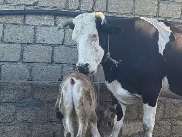 Krowa, Simmental cattle