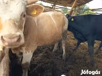 Bik, Simmental cattle — fotografija 6