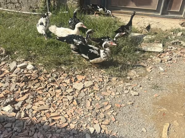 Ducks