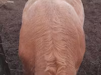 Lembu jantan, Auliyeatinskaya breed — foto 3