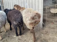 قوچ, Arashan sheep — عکس 5