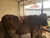 Lembu jantan, Cattle — foto 2
