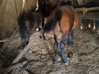 Cavallo, Cavalli — foto 5