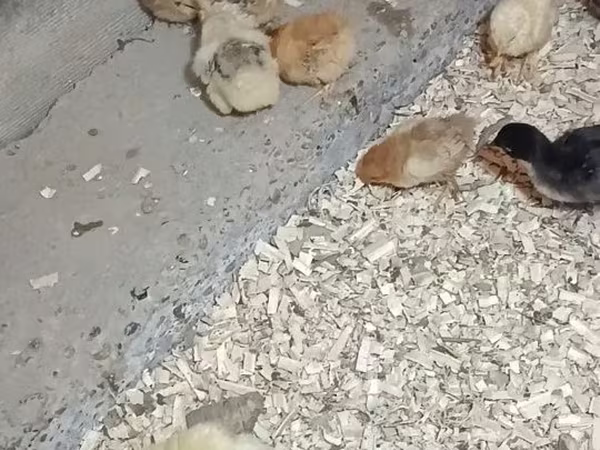 Chickens