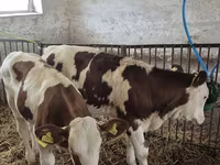 Lo’, Cattle — sawirka 3