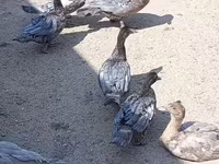 Ducks — รูปภาพ 3