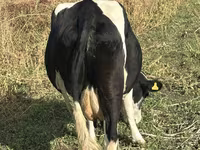 Krava, Russian Black pied cattle — foto 3