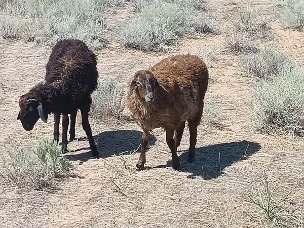 Ram, Edilbay sheep — Russia