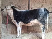 Cow, Cattle — photo 2