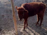 Vacă, Bovine — foto 4