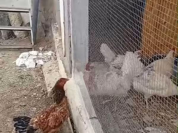 Chickens