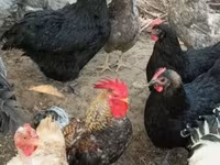 Chickens — foto 3