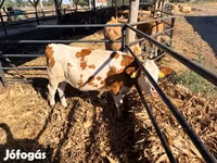 İnek, Simmental cattle — foto 4