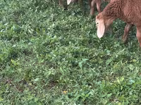 Хуц, Romanov sheep — 2 зураг