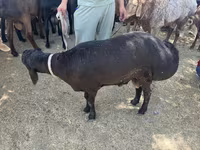 Ram, Sheep — photo 3
