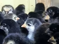 Chickens — foto 5