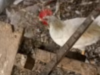 হাই-লাইন — ছবি 4