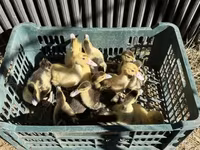 Ducks — عکس 2