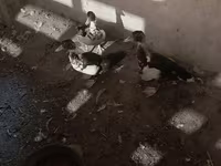Domestic Muscovy — φωτογραφία 6