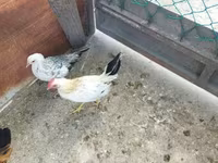 Chickens — foto 4